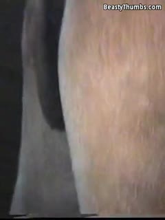 人类和动物-A-Gay公驴交配（Zoophilia动物马种马性别）,等着你欣赏 海报